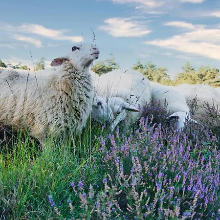 Semesterbostad Tinyhouse Nano Nunspeet
