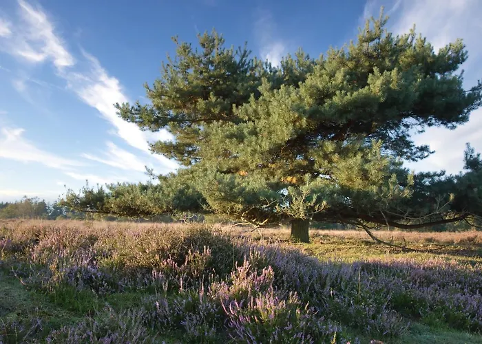 Tinyhouse Nano Casa vacanze Nunspeet