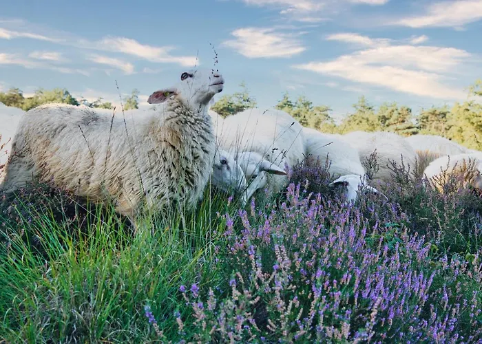 Casa vacanze Tinyhouse Nano Nunspeet